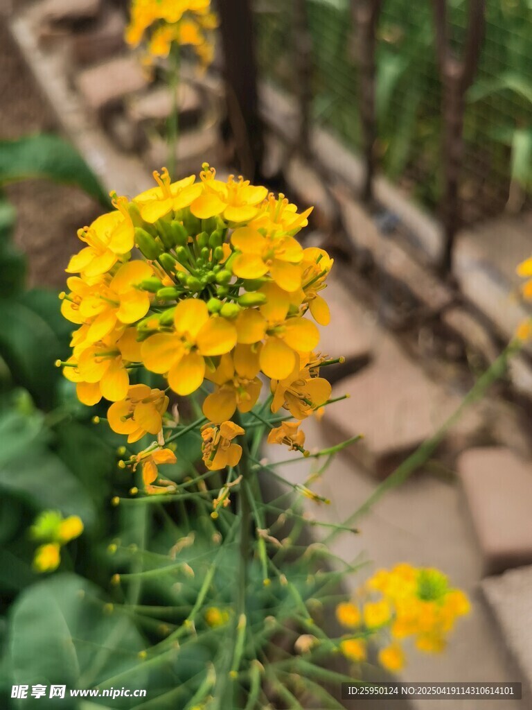油菜花