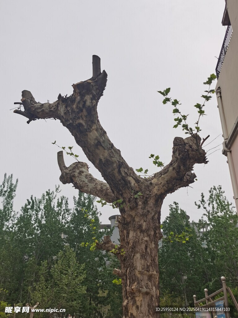 枯树残枝