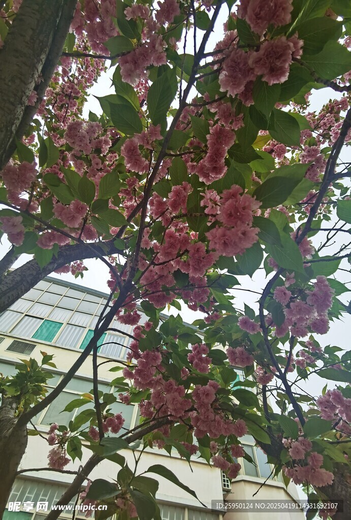 樱花