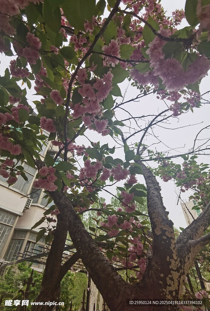 樱花