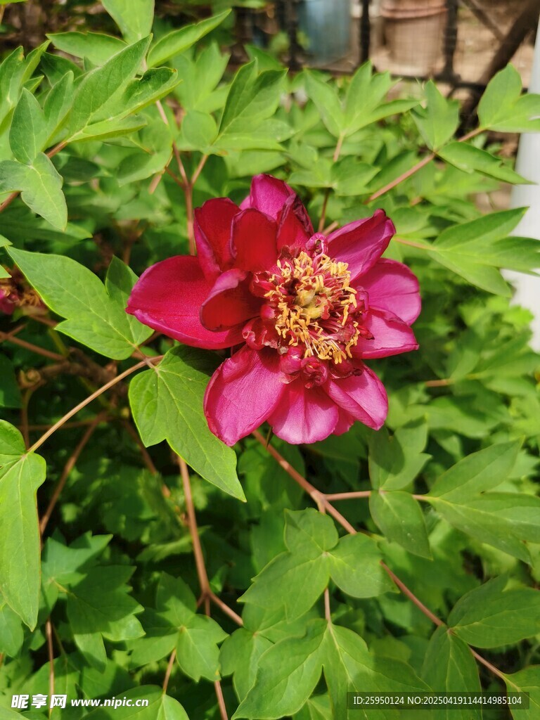 牡丹花