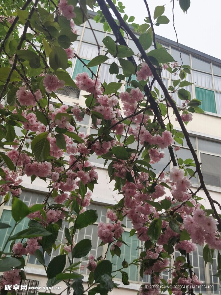 樱花