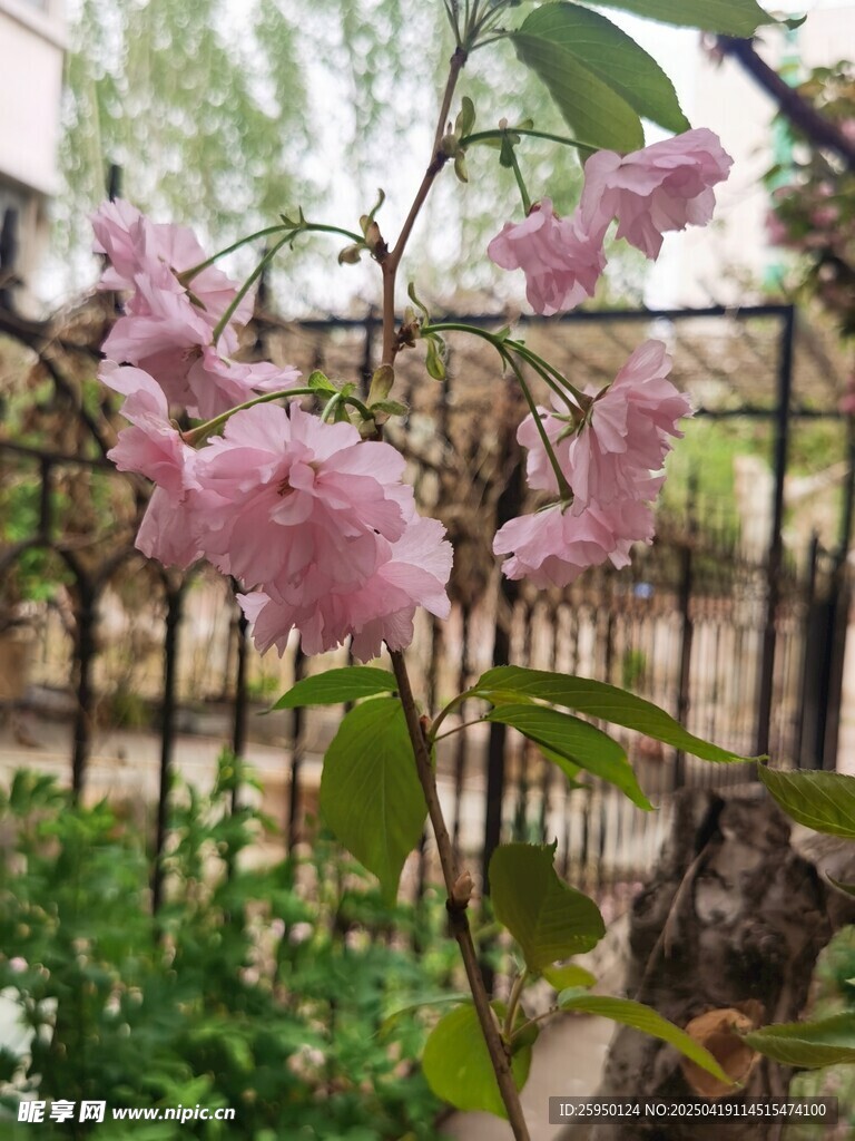 樱花
