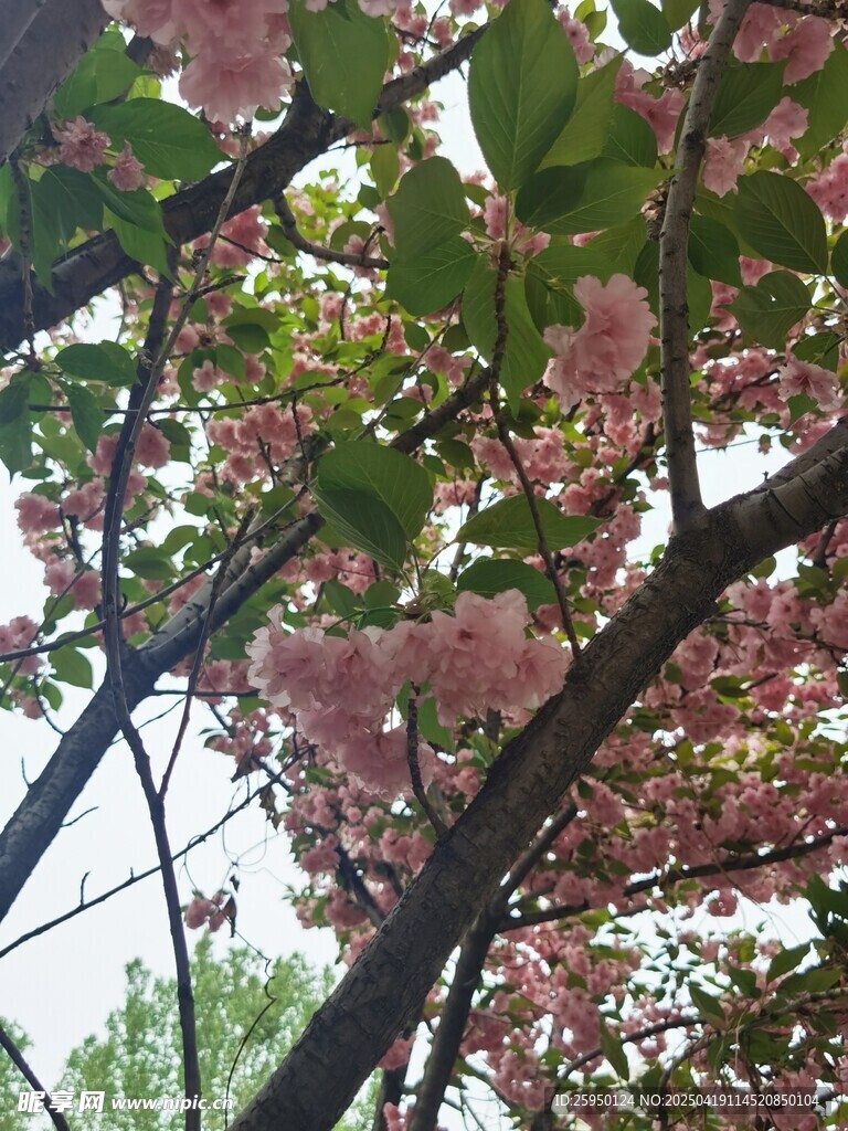 樱花