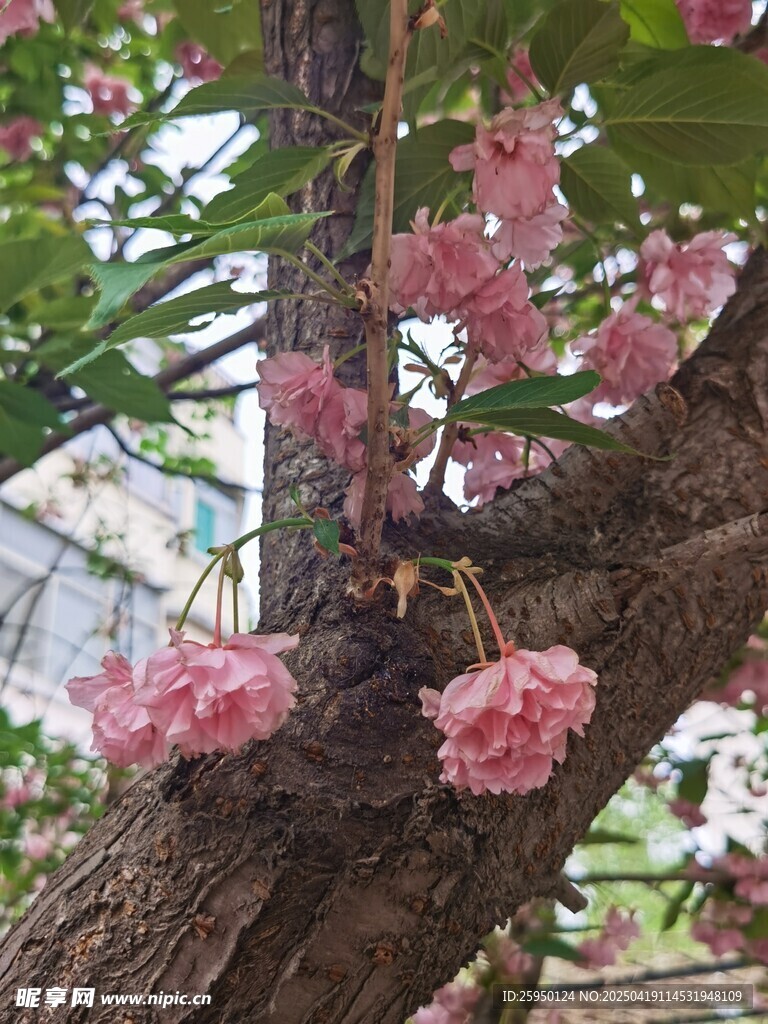樱花