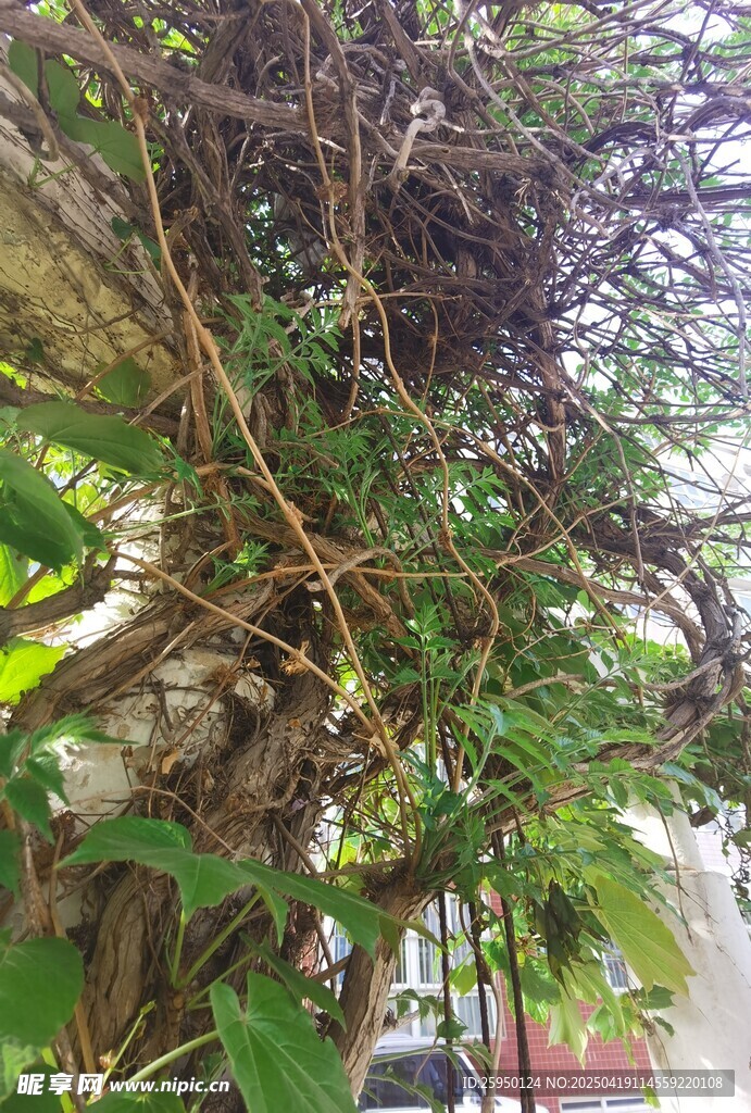 繁茂绿植