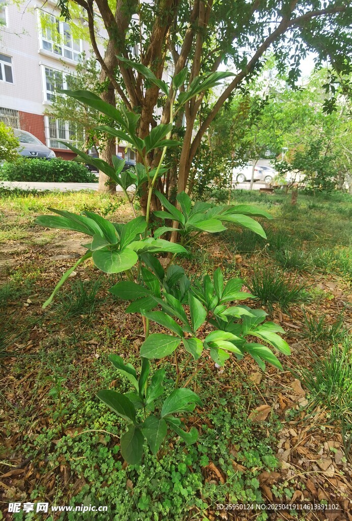 芍药
