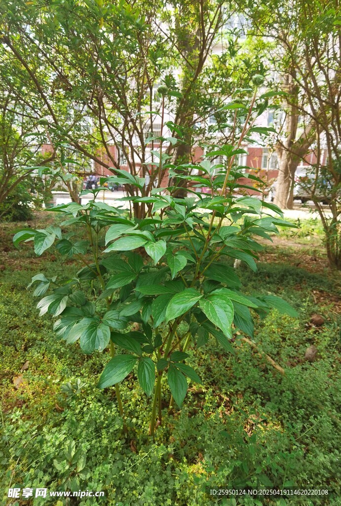 芍药