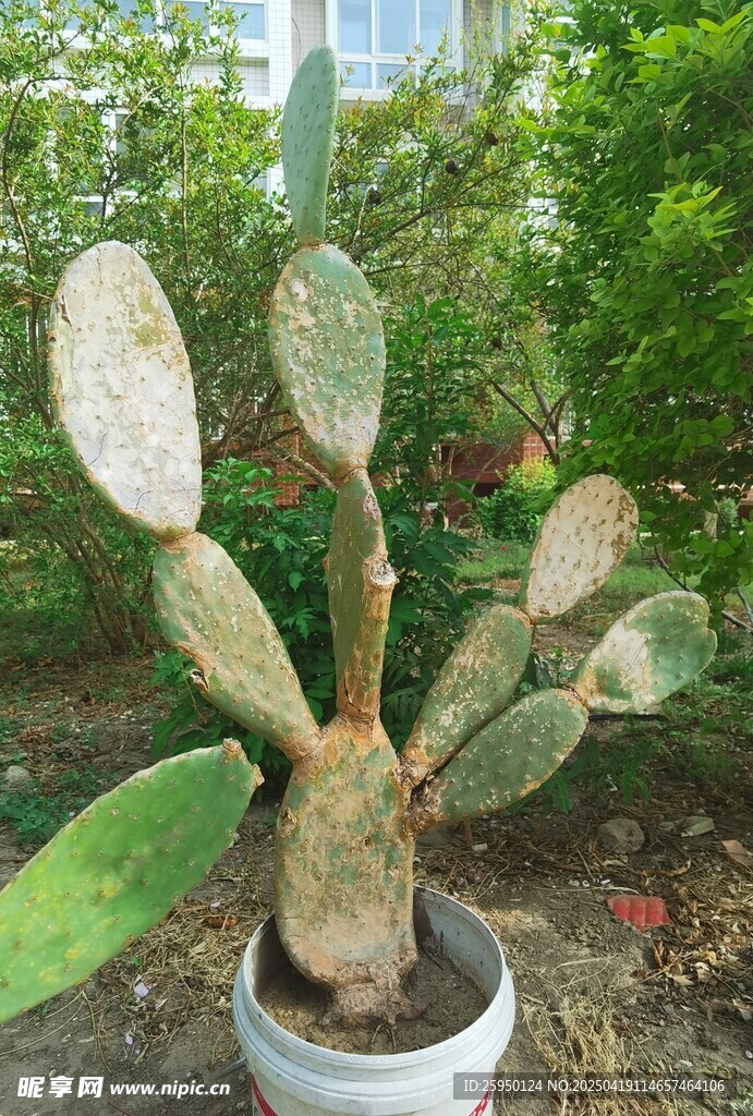 仙人掌