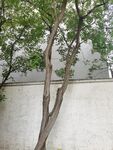 墙边孤树
