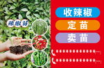 辣椒种植服务 移栽 定苗 卖苗