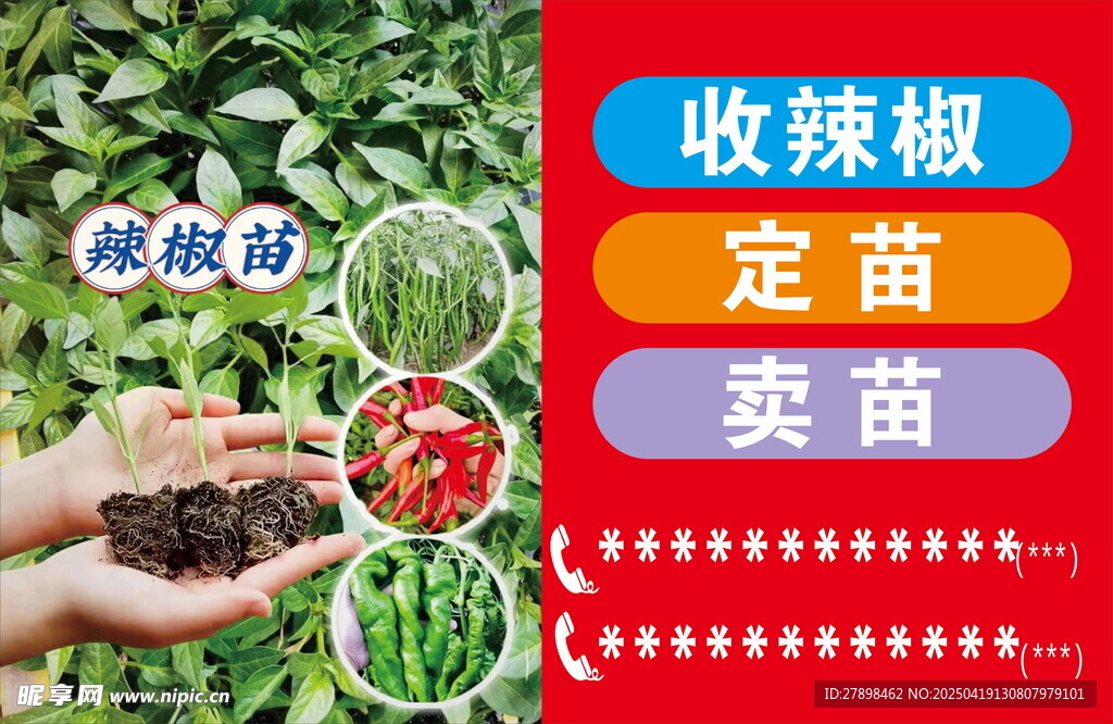 辣椒种植服务 移栽 定苗 卖苗