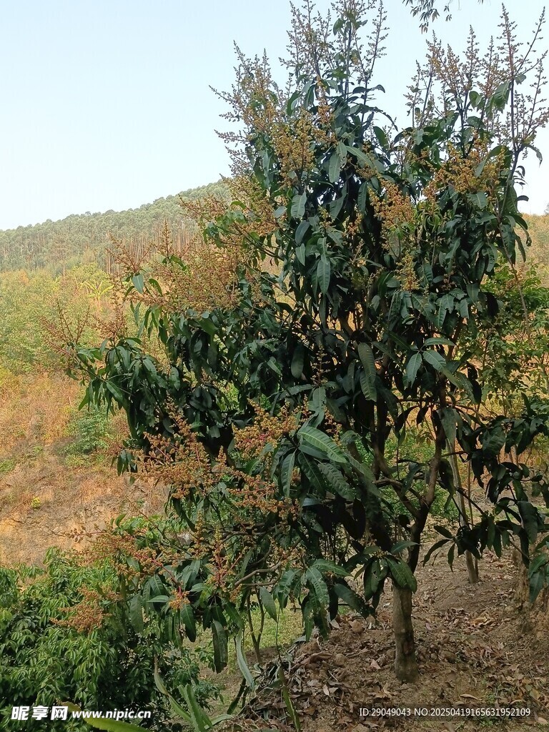 芒果花