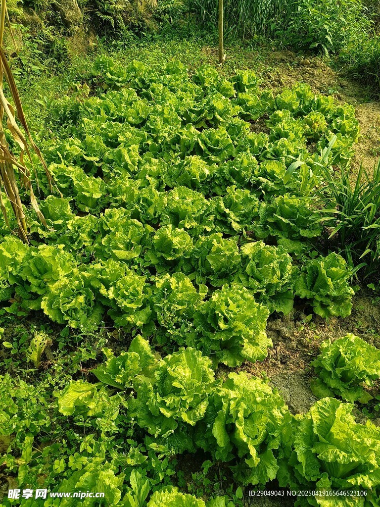 生菜