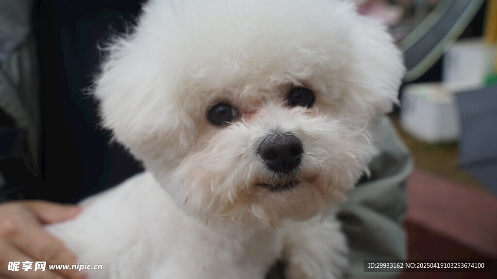 可爱比熊犬近景特写