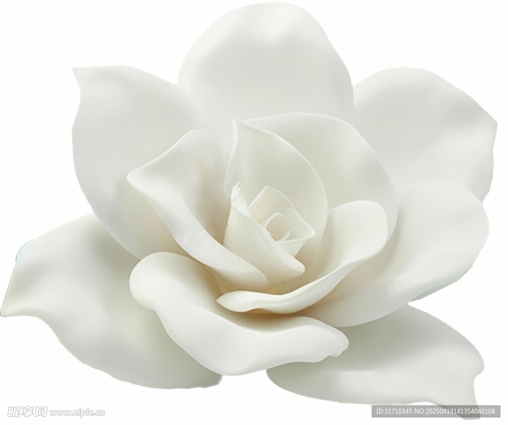 栀子花