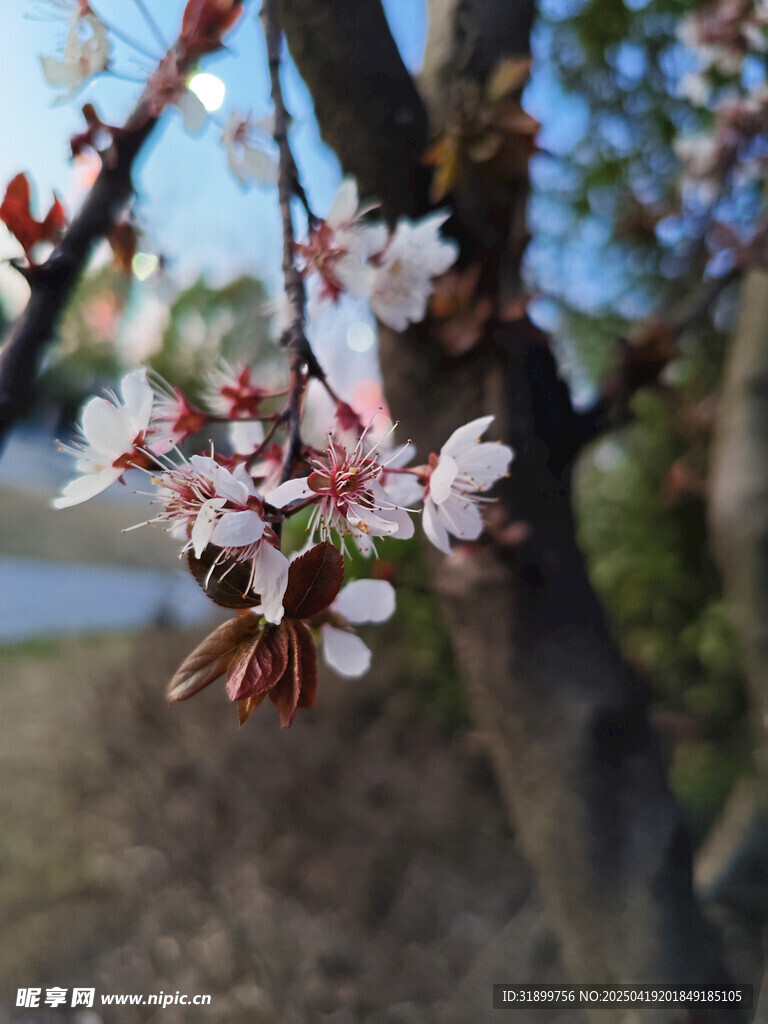 桃花