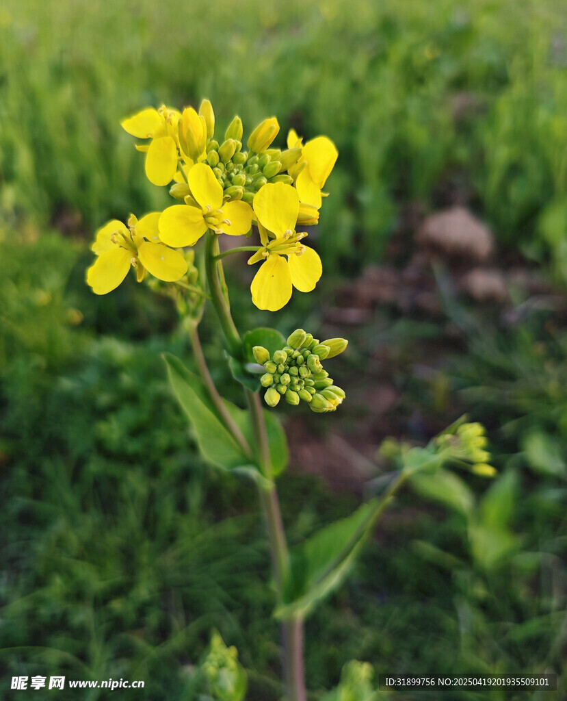 油菜花
