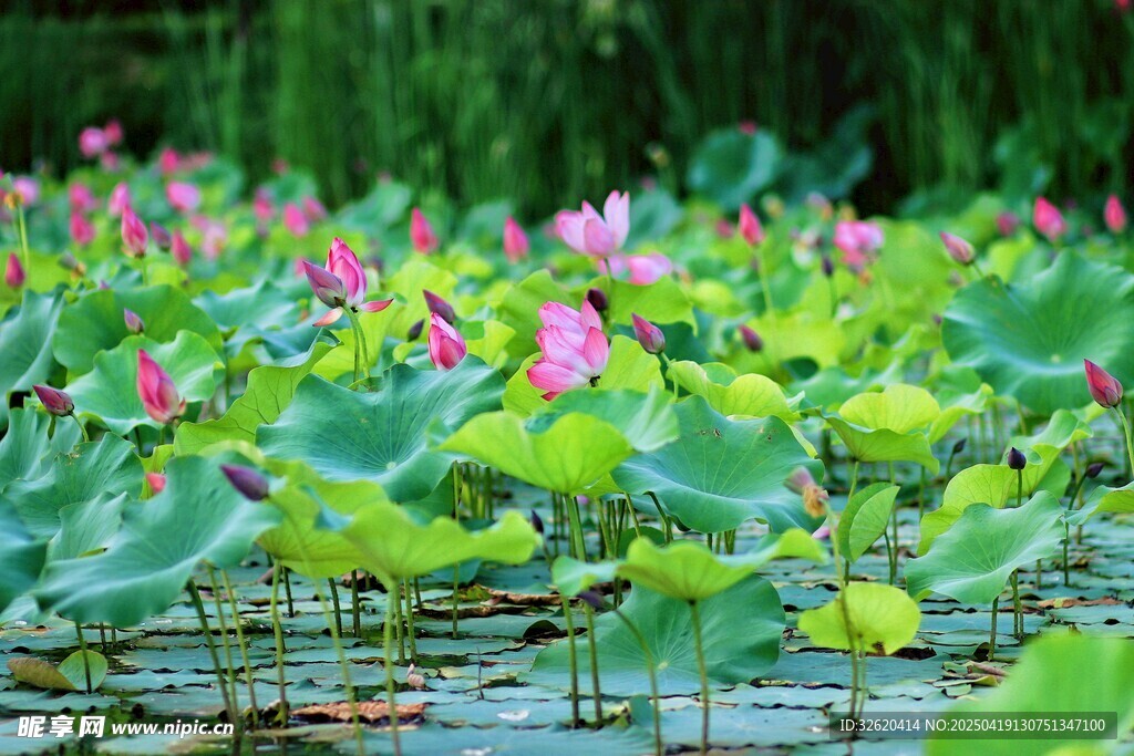 荷花