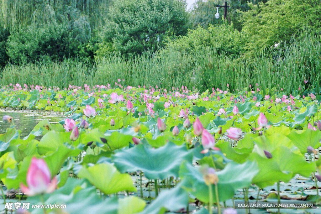 荷花