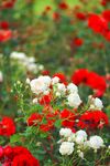 月季花