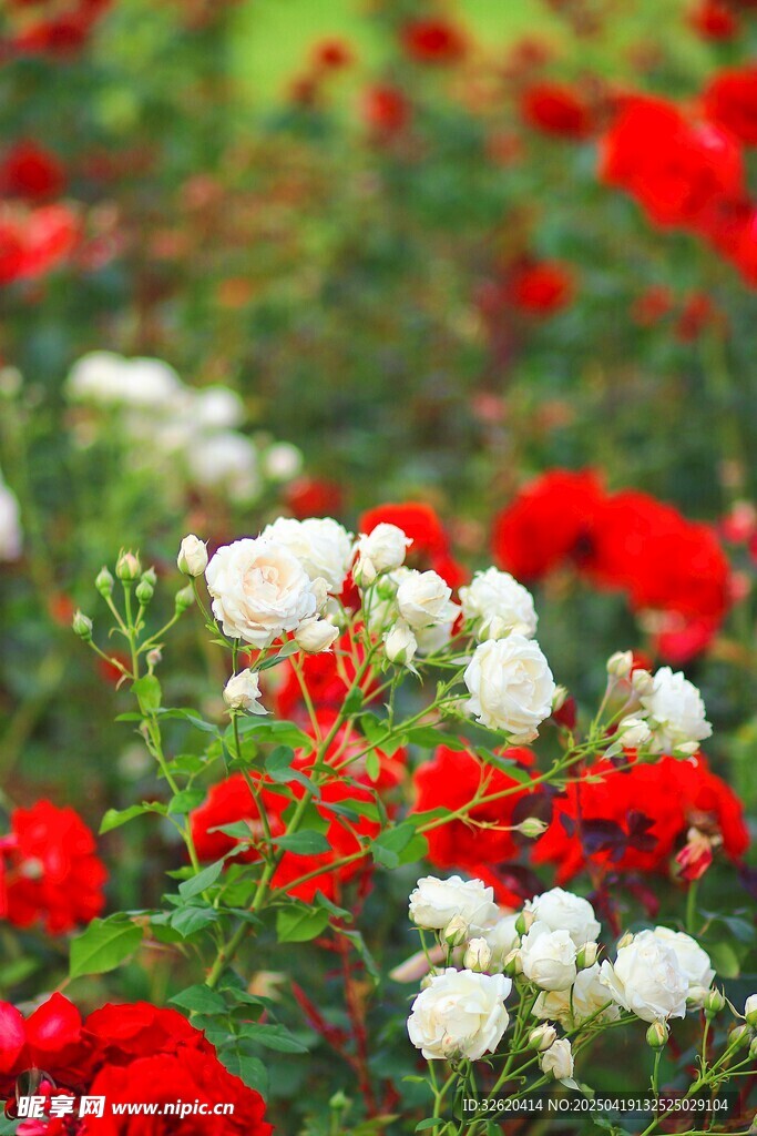 月季花