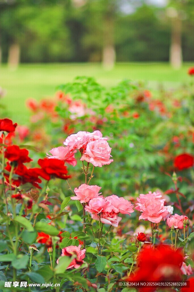 月季花