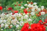 月季花