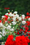 月季花