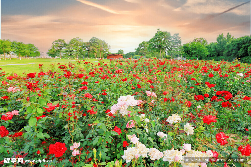 月季花