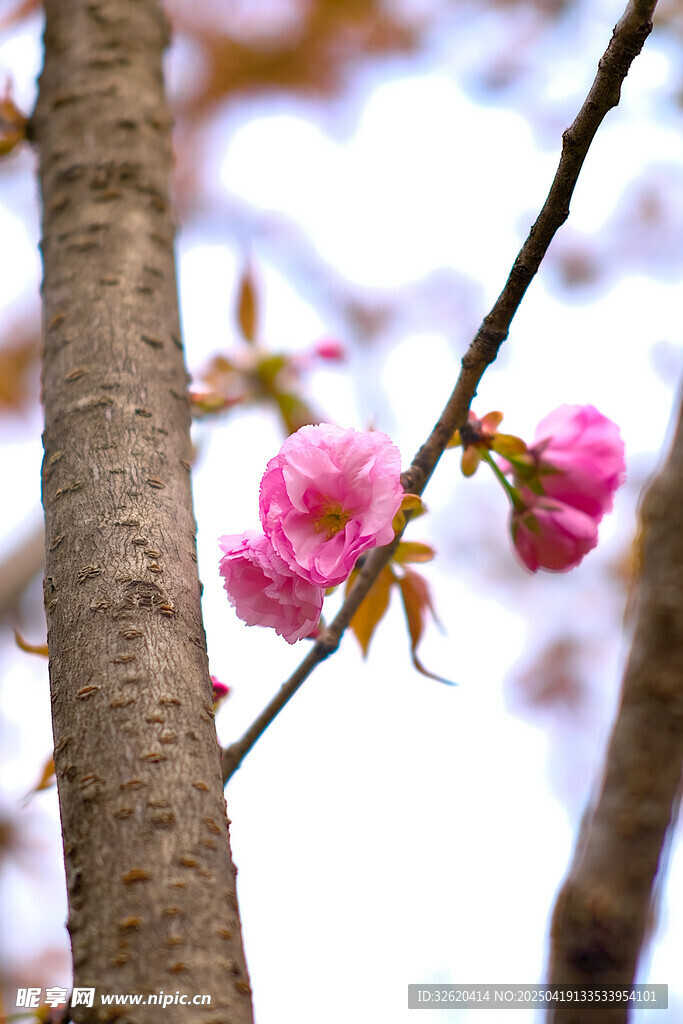 樱花