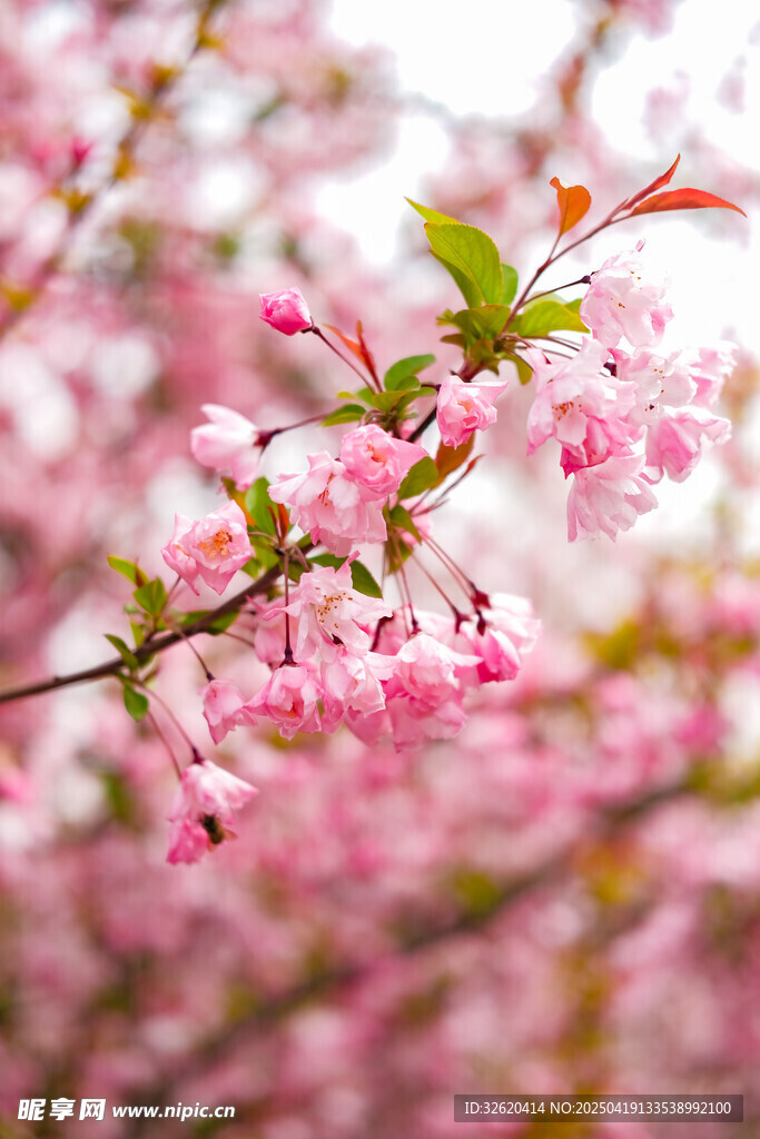 樱花