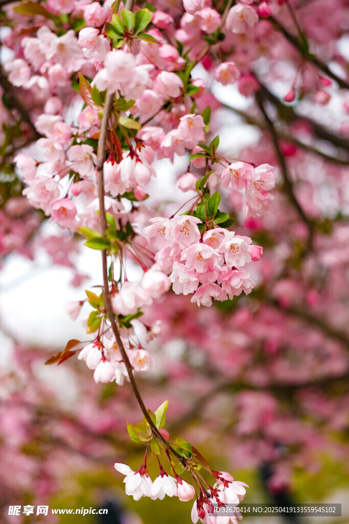 樱花