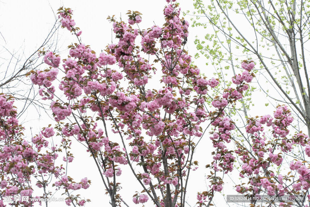 樱花 