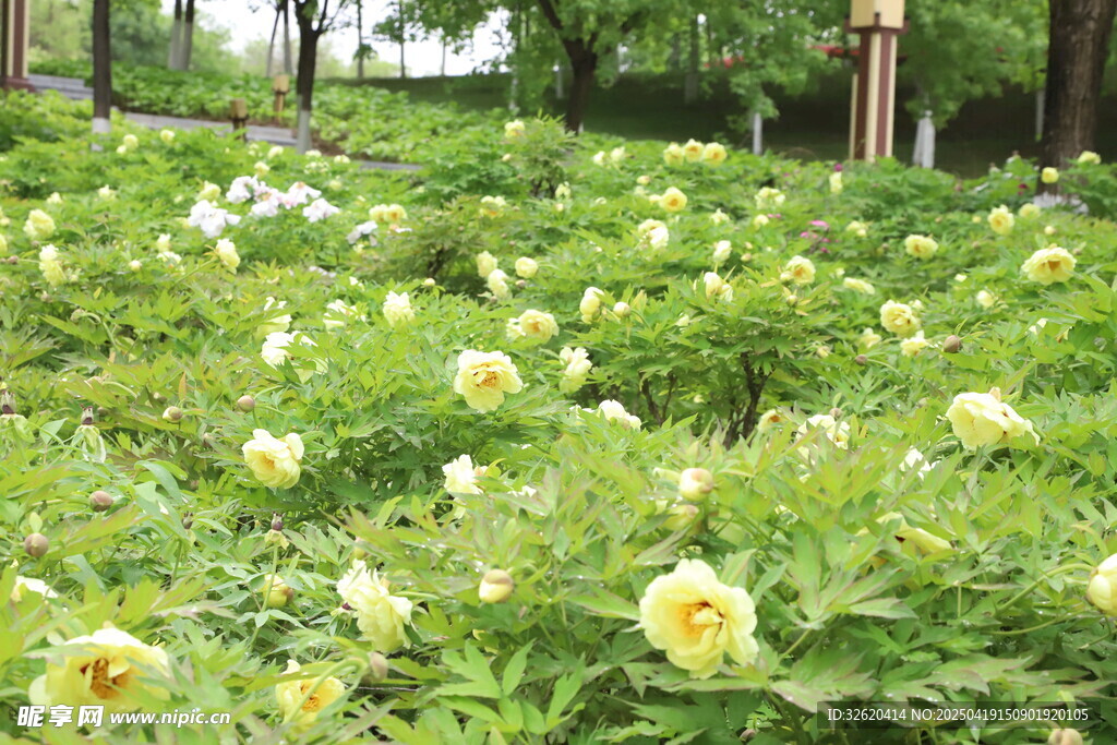 牡丹花