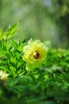 牡丹花
