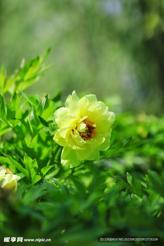 牡丹花