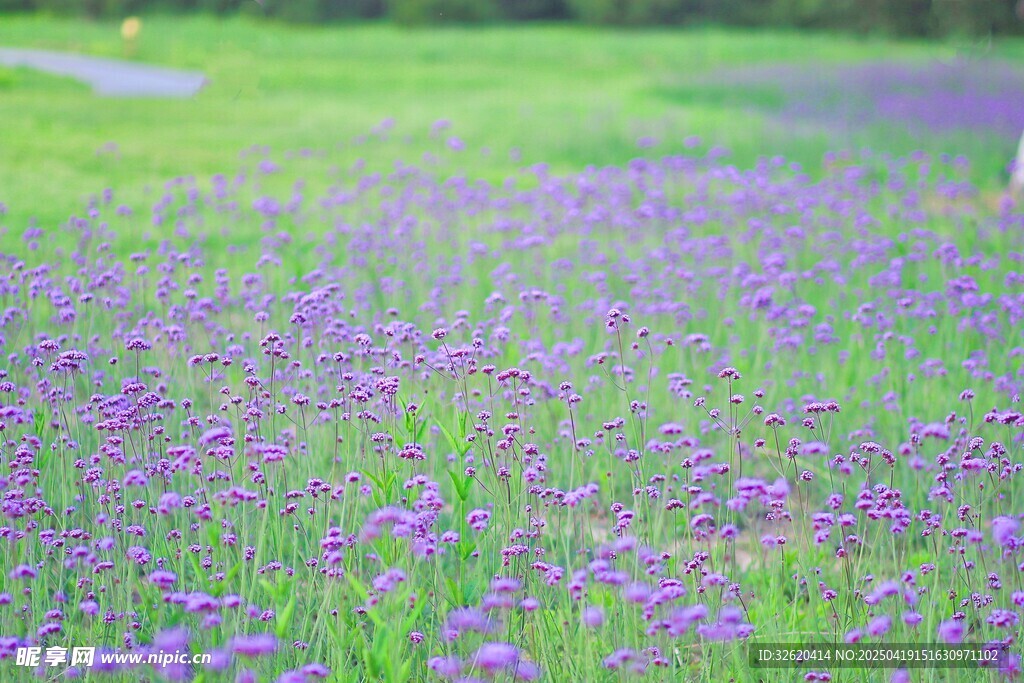 薰衣草