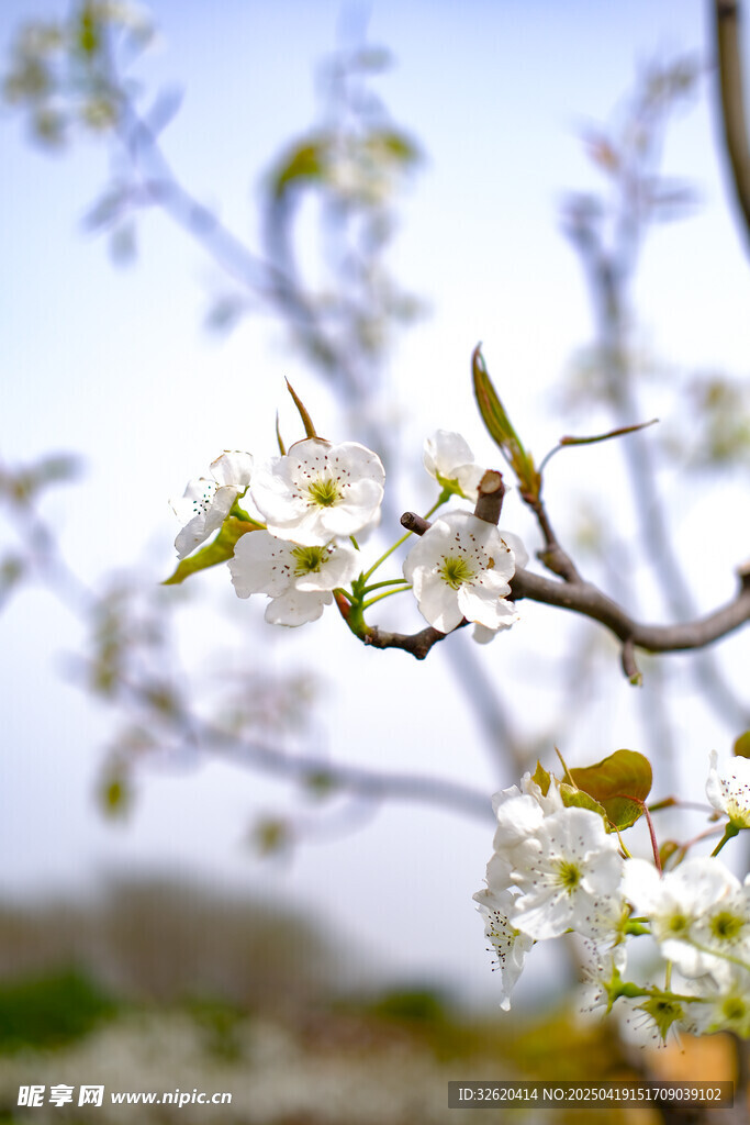 梨花 