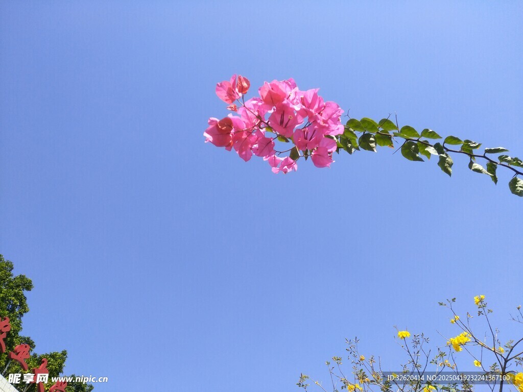 三角梅
