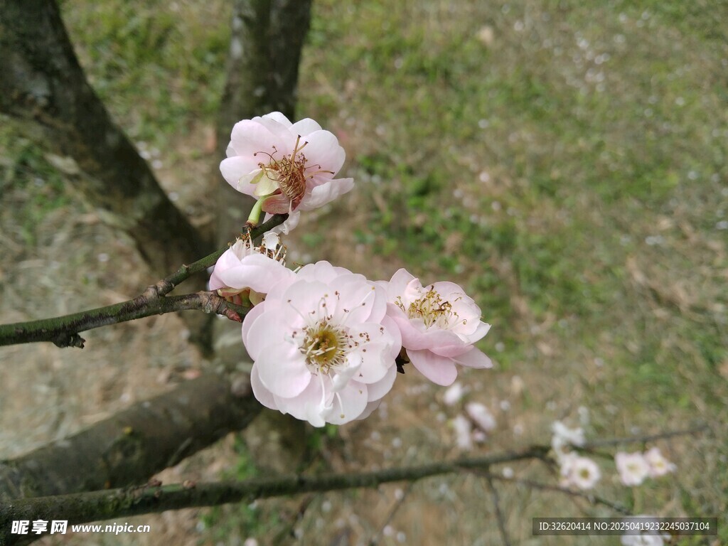 桃花