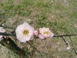 梅花