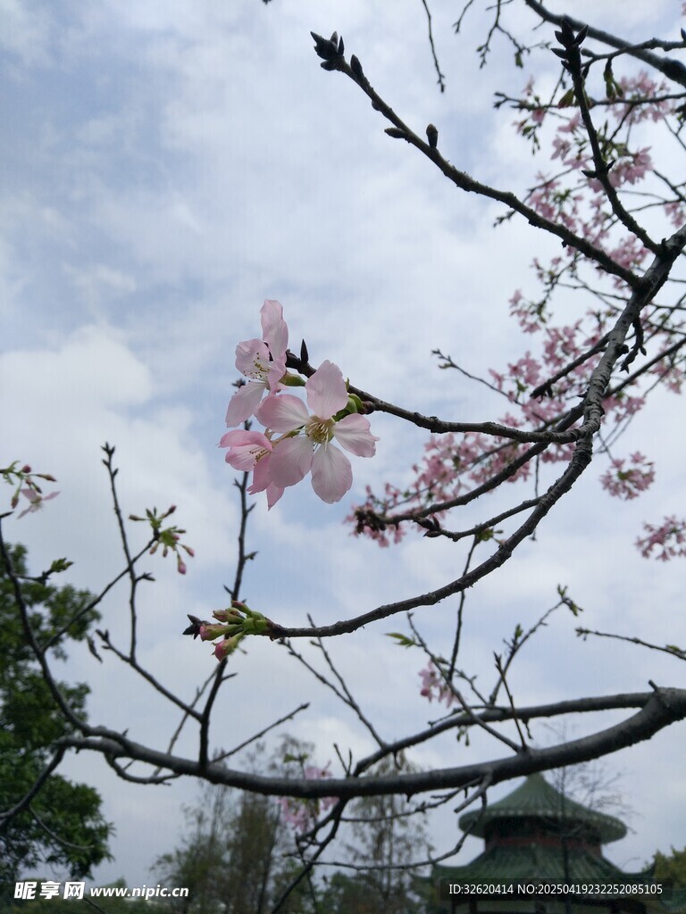 樱花