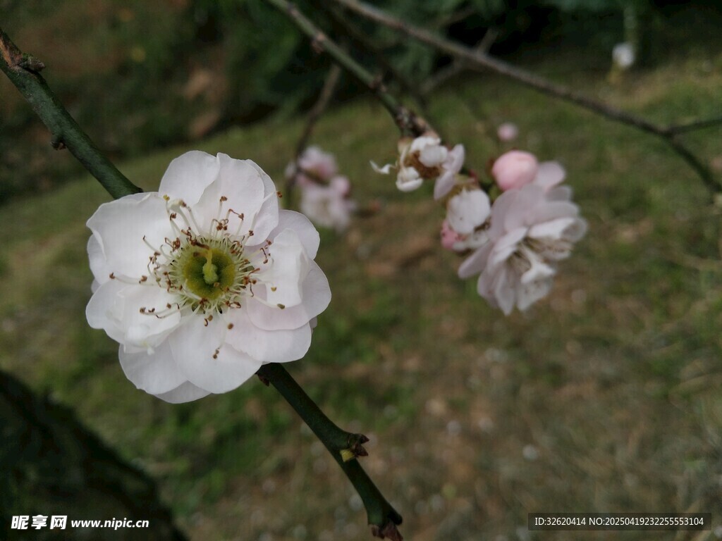 桃花