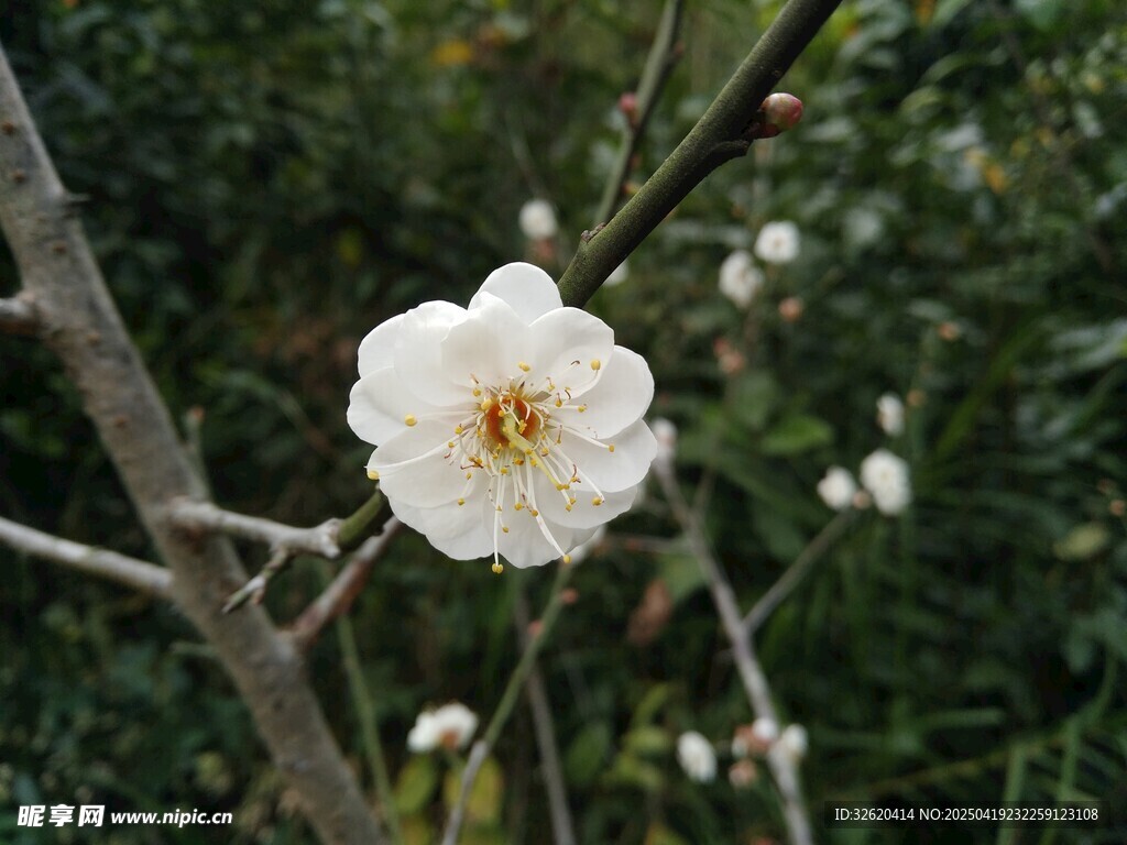 梅花