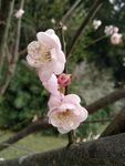 梅花