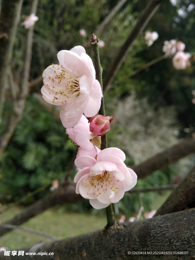 梅花