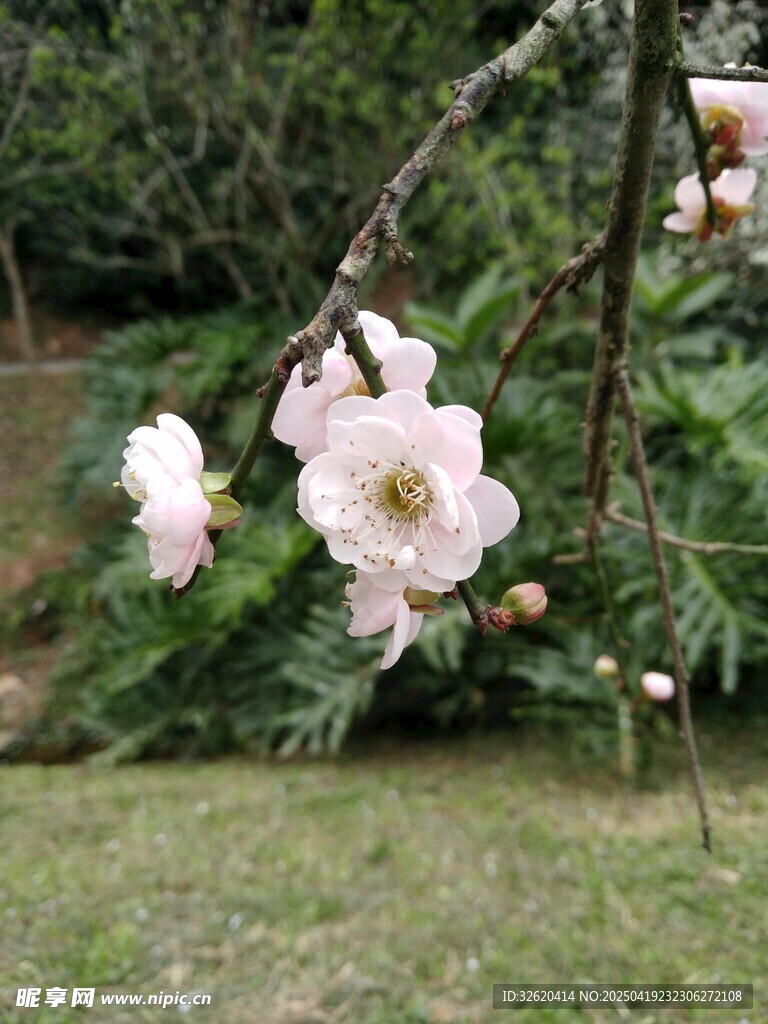 桃花