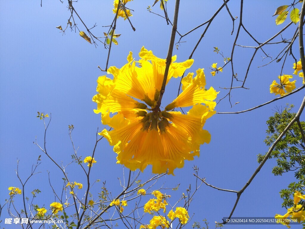 风铃花