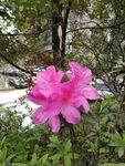 杜鹃花